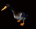 3D Duck