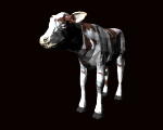 3D Calf 