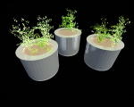 3D Plants Stands