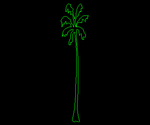 Palmera 002A