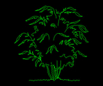 Planta 016A