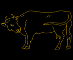 Cow 001