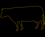 Cow 002